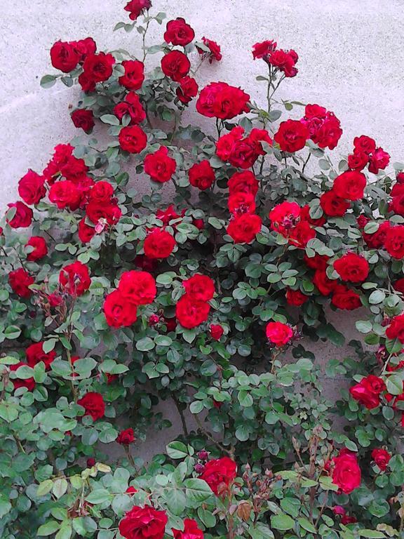 Bed and Breakfast Cascina Delle Mele Виттуоне Экстерьер фото